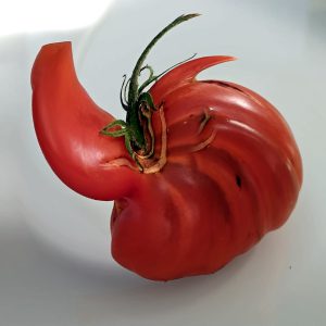 MB_ die Tomate