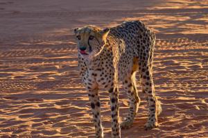 Kalahari GepardNamibia