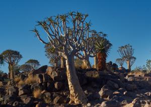 KöcherbaumwaldNamibia