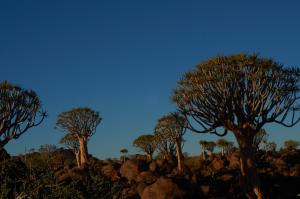 KöcherbaumwaldNamibia