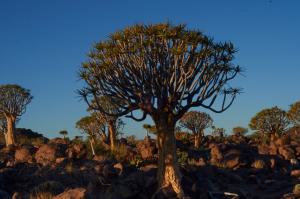 KöcherbaumwaldNamibia