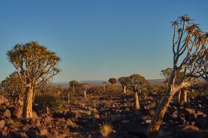 KöcherbaumwaldNamibia