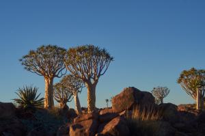 KöcherbaumwaldNamibia