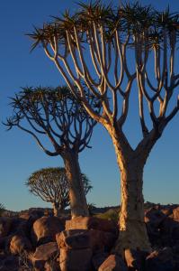 KöcherbaumwaldNamibia