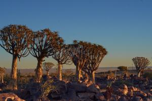 KöcherbaumwaldNamibia