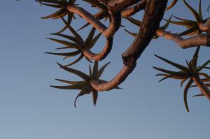 KöcherbaumwaldNamibia