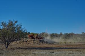 KöcherbaumwaldNamibia Rinder