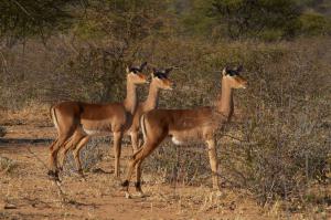 Okonjima ImpalasNamibia