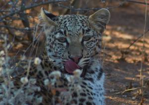 Okonjima LeopardNamibia