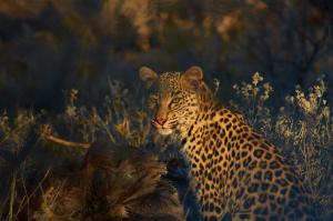 Okonjima LeopardNamibia