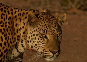 Okonjima LeopardNamibia