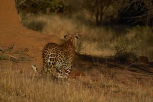 Okonjima LeopardNamibia