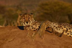 Okonjima LeopardNamibia