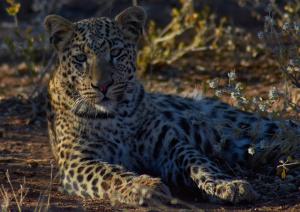 Okonjima LeopardNamibia