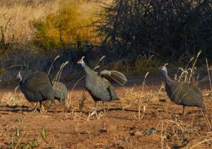 Okonjima PerlhühnerNamibia