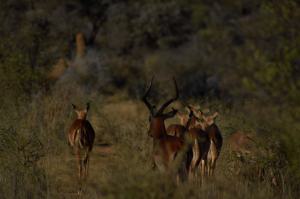 Okonjima SpringböckeNamibia