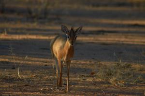 Okonjima ImpalaNamibia