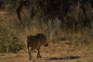 Okonjima WarzenschweinNamibia