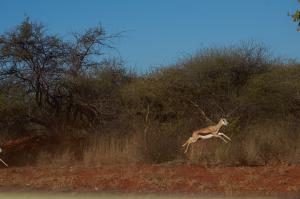 Okonjima SpringbockNamibia