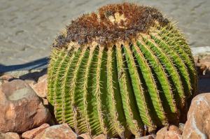 SchwiegermuttersitzNamibia