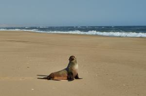 Swakopmund3Sandwich-Harbour-Tour RobbeNamibia