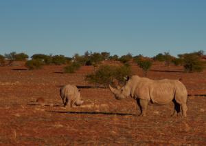 Nashorn 2Namibia