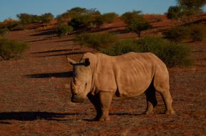 Nashorn 1Namibia