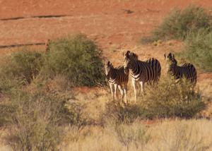 ZebrasNamibia