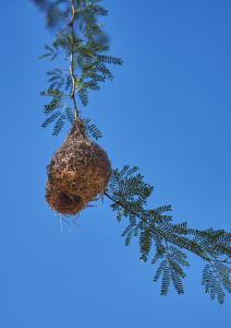 Nest des WebervogelsNamibia