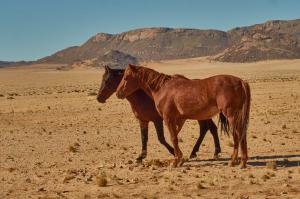 Wüste NamibNamibia