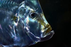 Silver moonfish